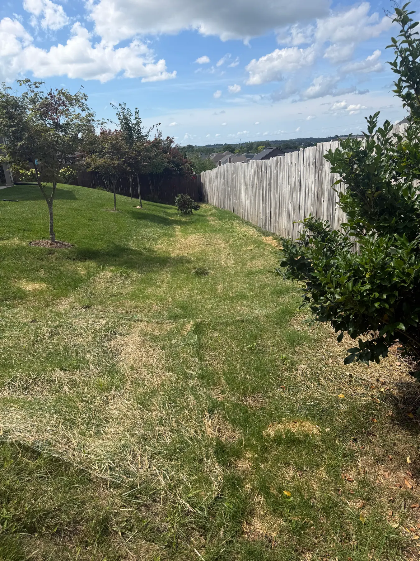 Restored grass and straw along a fenced yard drainage route